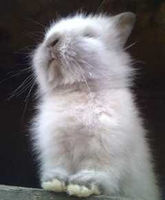 This is Frankie from our first Litter